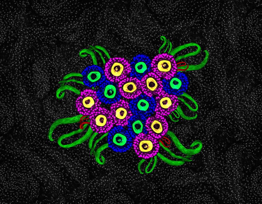 Fluorescently labeled fruit fly reproductive organs