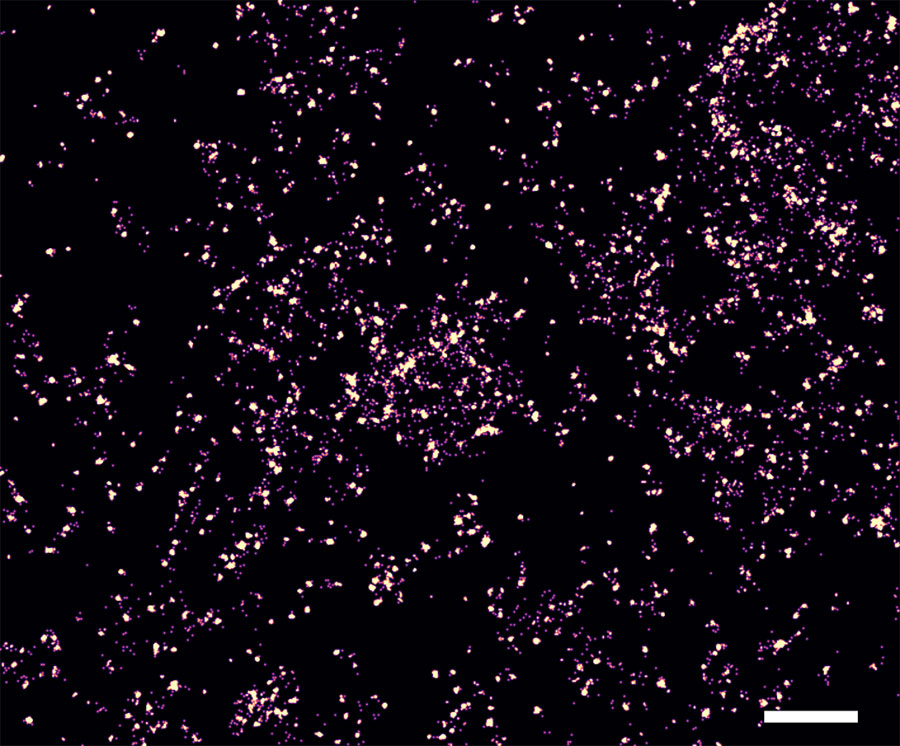 T cell receptor forces