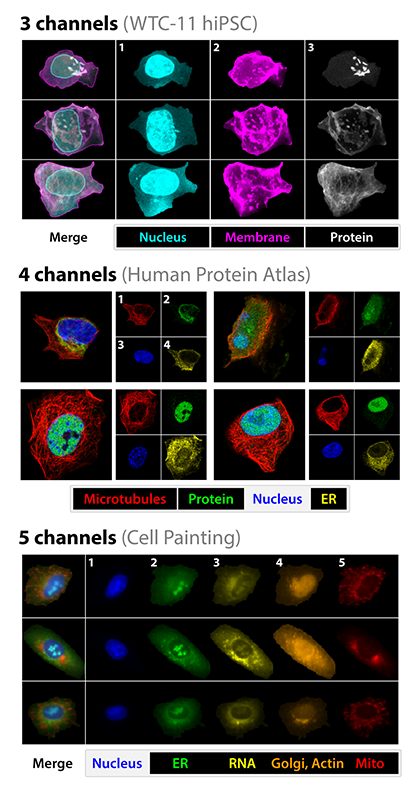 Fluorescence channels